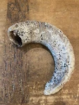 Old Sheep Rams Horn For Walking Stick Handle Craft Making. Fixed Price $19.99.