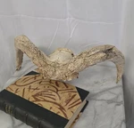 Old Rams Skull Horns Taxidermy Real Weathered. Fixed Price $65.00.